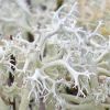 Cladonia portentosa